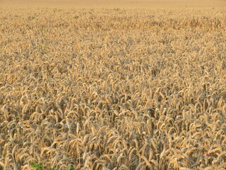 beautiful dry cereal field ready to harvest food