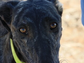 greyhound race fast dog domestic animal field hare hunting