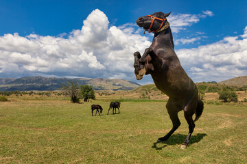  horse standing on its hind legs at the meadows