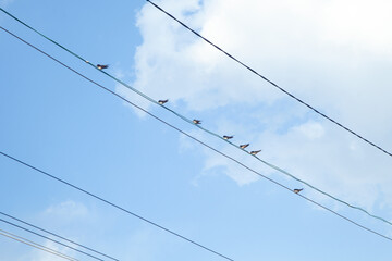 Birds sitting on power lines.