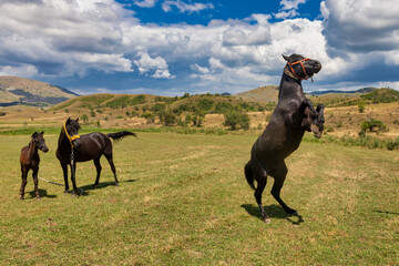  horse standing on its hind legs at the meadows