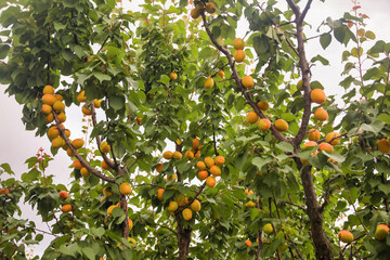 Sweet apricots fruits growing on a peach tree branch
