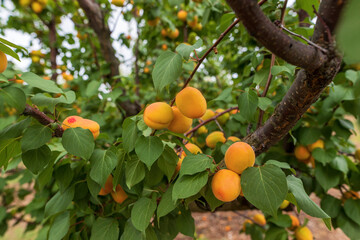 Sweet apricots fruits growing on a peach tree branch