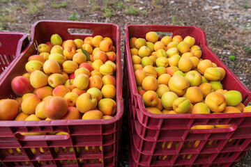 Freshly harvested apricots stacked in buckets