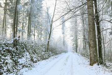 A road through the winter forest.