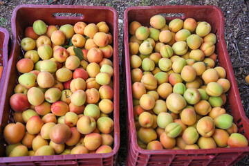 Freshly harvested apricots stacked in buckets