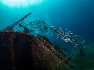 Naklejka na ściany i meble Plenty fish near turret on Prab wrecked ship. Chumpon, Thailand