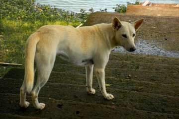 white dog looking to me