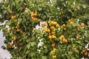 Sweet apricots fruits growing on a peach tree branch