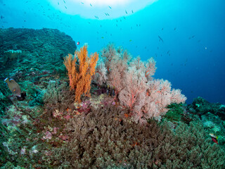 Naklejka na ściany i meble Sea fan in tropical reef. Bon island, Thailand.