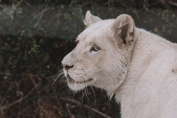 Female white lion eating in a field.
