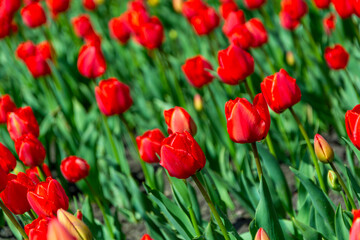 Piękne czerwone tulipany