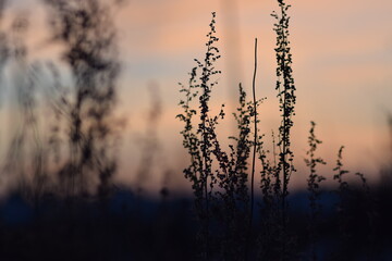 Obraz premium Sunset landscape in silhouette at sundown, colorful skies with blue, red, lavender, orange and other colors.SILHOUETTE OF PLANTS AT SUNSET. BACKGROUND FOR PHOTOS. Blurred background.