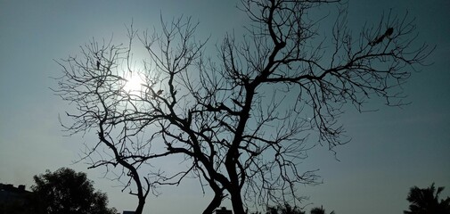 Dead trees with sky sun effect