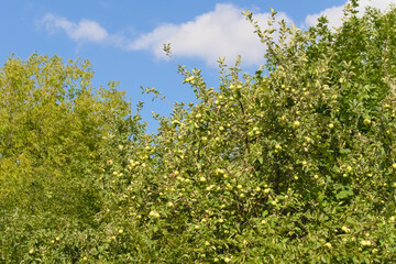 Apple trees with branches full of ripening fruits. Photos from summer orchard.