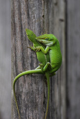 Green Anole Lizards on Fence in Garden