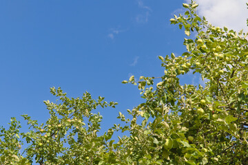 Fototapeta premium Apple trees with branches full of ripening fruits. Photos from summer orchard.