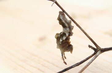Caterpillar in Cocoon on Stick in Eastern Texas