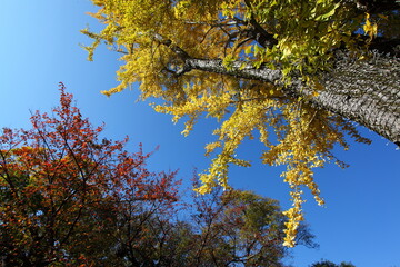 紅葉と銀杏の黄葉