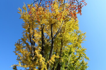 紅葉と、イチョウの黄葉