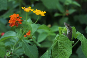 Green Anole Lizard Anolis carolinensis on Lantana Flower, Shallow DOF