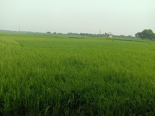 Fototapeta premium green rice field