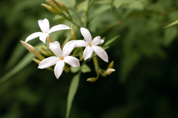 Flores de jazmín
