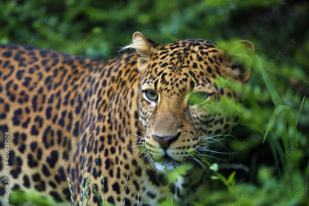 Wall mural The Javan leopard (Panthera pardus melas), the third subspecies of leopard.