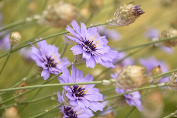 Blaue Rasselblume (Catananche caerulea)