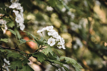 Closeup macro of white flowers on tree