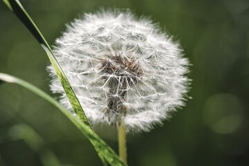 Photo of a dandelion