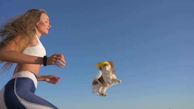 outdoor obedience leisure training activity of sport beautiful young woman throwing yellow frisbee disc to jumping small chihuahua dog on summer sand beach