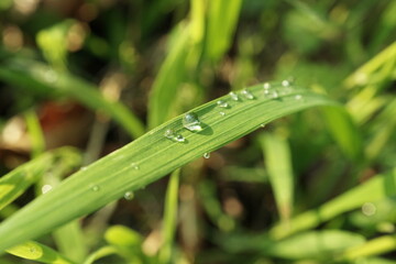 Water on Grass