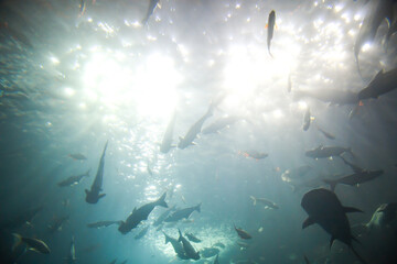 Fototapeta na wymiar Fish swimming underwater background.