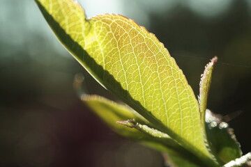 Leaf with Backlight