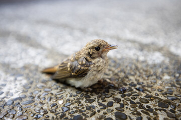 巣から落ちてしまった雀の赤ちゃん