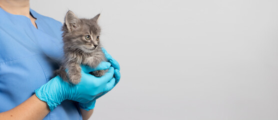 A veterinarian cat doctor for animals in a medical uniform and gloves is holding a small kitten....