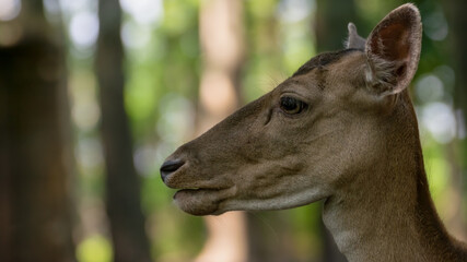 deer, tier, wild lebende tiere, säugetier, natur, wald, hirschkuh, kitz