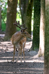 deer, tier, wild lebende tiere, säugetier, natur, wald, hirschkuh, kitz