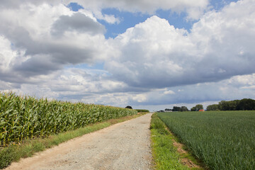 Fototapeta na wymiar Country road in Flanders Flemish Ardennes with corn and wheat under cloudy sky