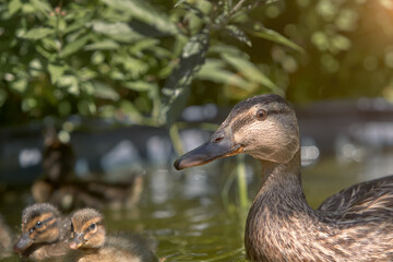 Portrait of a female wild mallard duck