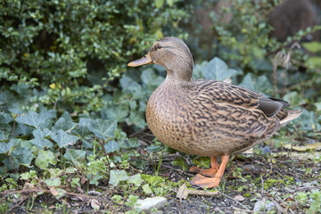 Portrait of female wild mallard duck