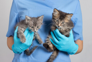 The veterinarian holds two gray kittens in his hands. Treatment of animals, clinic for pets.