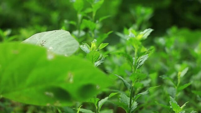 夏の草原　森