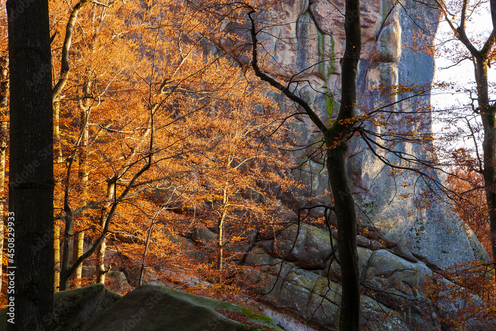 Wall mural Enchanted autumn forest