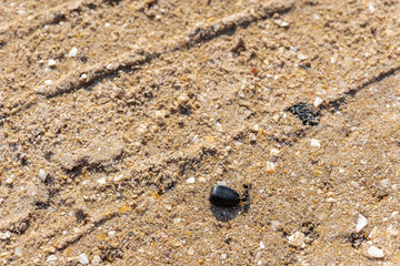 A working ant on the sea sand, pulling the seeds. Selective focus. Wildlife concept