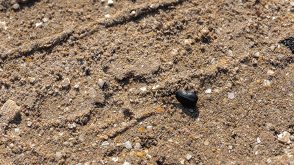 A working ant on the sea sand, pulling the seeds. Selective focus. Wildlife concept