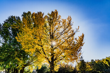 Naklejka premium 紅葉した秋の公園の銀杏の樹
