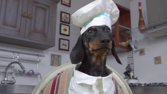 Serious dachshund dog IN cook hat and white jacket poses on chair in kitchen against sink and cupboards and cooker closeup