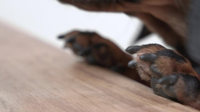 The Paws Of Mischievous Black And Tan Dog In T-shirt, Which It Put On Wooden Table, Trying To Jump In To Steal Or Beg For Food, Close Up. A Hungry Pet Is Licking Its Lips.